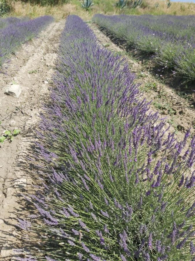 סנטה לוצ'ה Agriturismo Mandriato מראה חיצוני תמונה